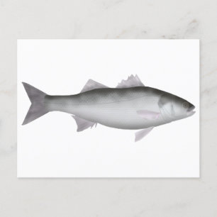 European Seabass Postcard