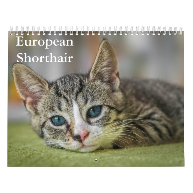 European Shorthair Calendar (Cover)