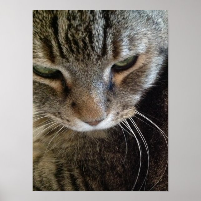 European Shorthair Tabby Cat Closeup Poster (Front)