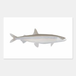 European Smelt Rectangular Sticker
