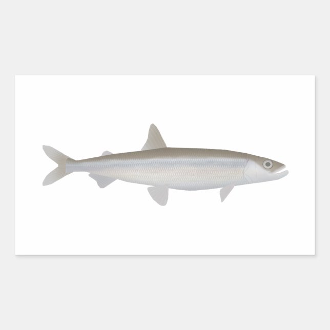 European Smelt Rectangular Sticker (Front)
