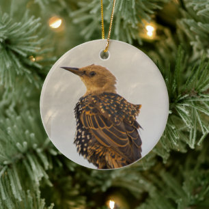 European Starling Bird Ornament
