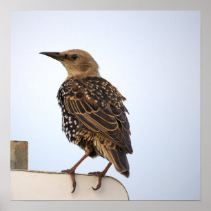 European Starling Bird Poster