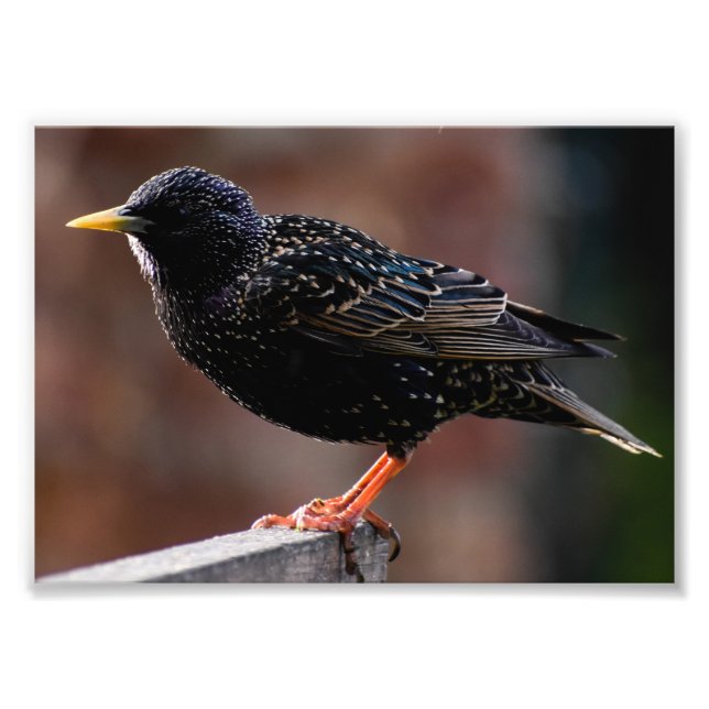 European Starling  Photo Print (Front)