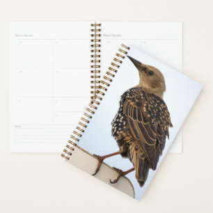 European Starling Planner