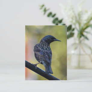 European Starling Postcard