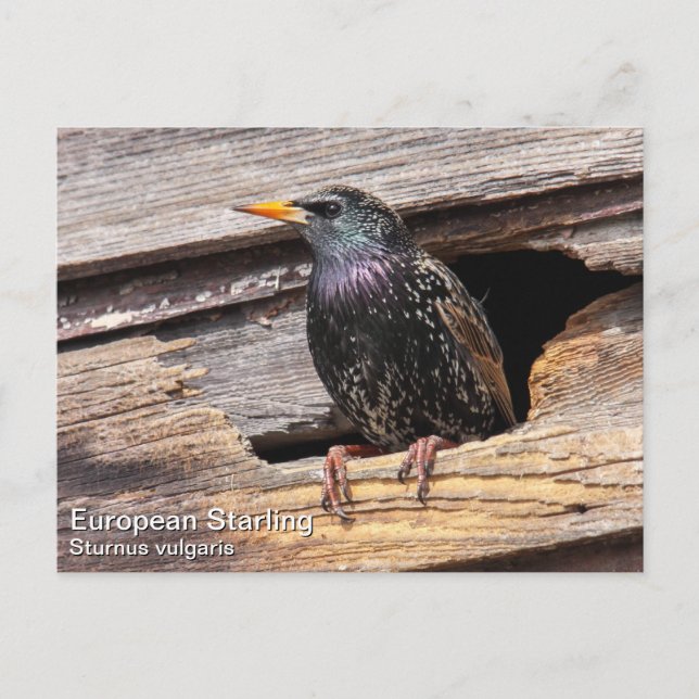 European Starling Postcard (Front)