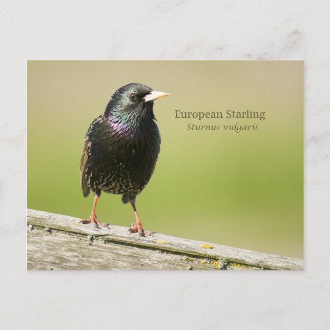 European Starling Postcard (Front)