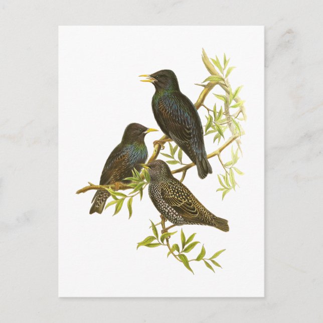European Starling Postcard (Front)