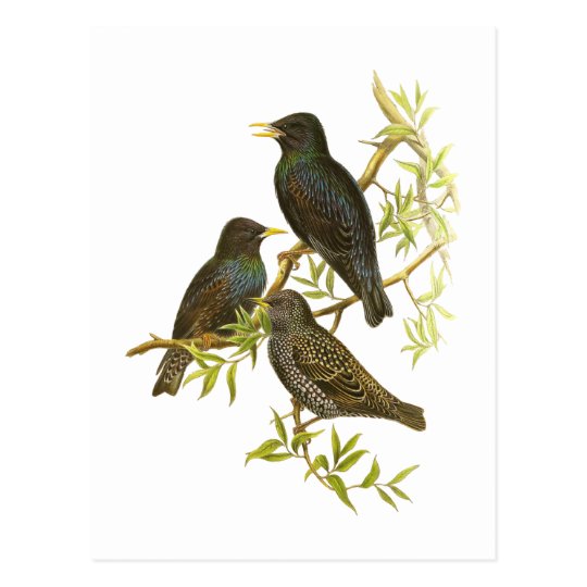 European Starling Postcard