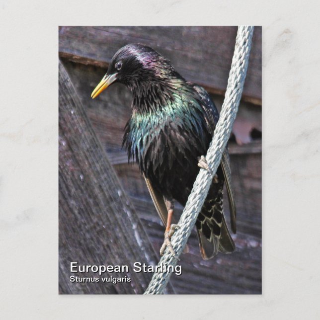 European Starling Postcard (Front)