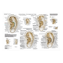 European System Auriculotherapy Ear Acupuncture