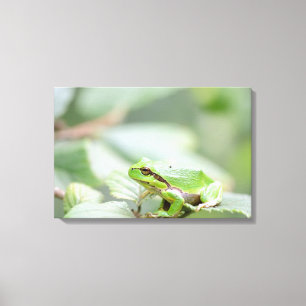 European tree frog in green canvas print