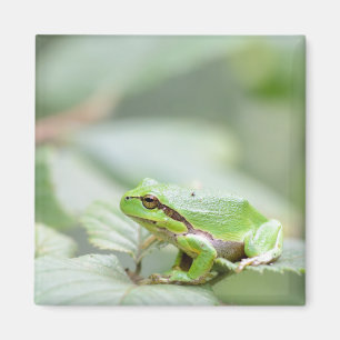 European tree frog in green magnet