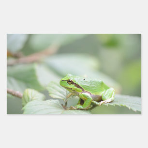European tree frog in green rectangular sticker