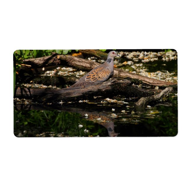 European turtle dove (Front)