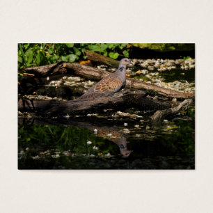 European turtle dove