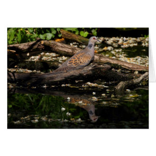 European turtle dove