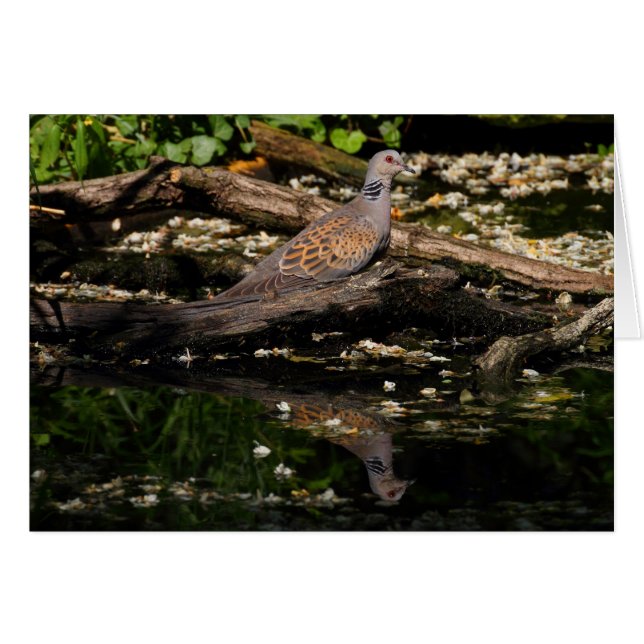 European turtle dove (Front Horizontal)