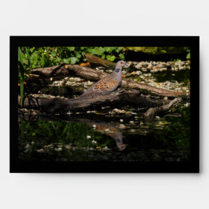 European turtle dove envelope