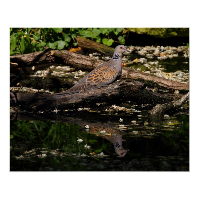 European turtle dove poster (Front)
