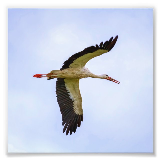 European white stork photo print (Front)
