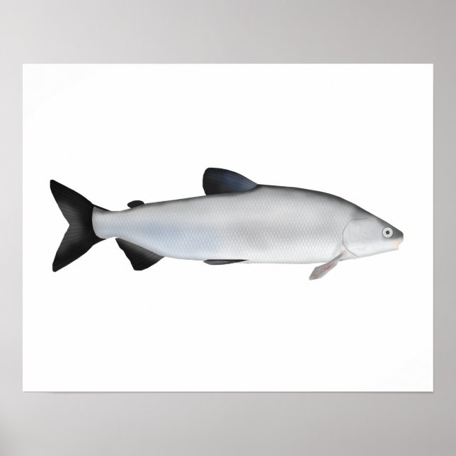 European Whitefish Poster (Front)