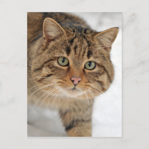 European Wildcat Postcard