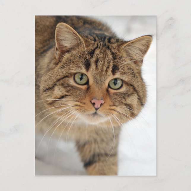 European Wildcat Postcard (Front)