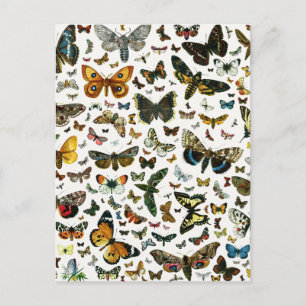 Europe's Best-Known Butterflies and Moths Collage Postcard