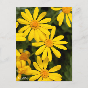 Euryops Daisy [Postcard] Postcard