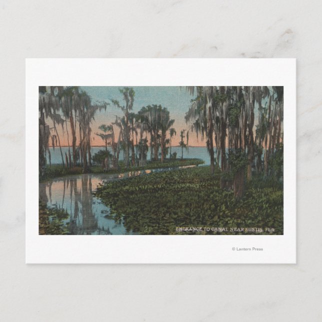 Eustis, Florida - View of Swampy Canal Postcard (Front)