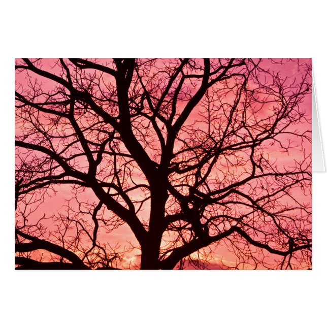 Evening Blush Tree Silhouette (Front Horizontal)