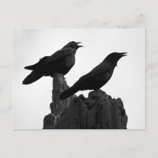 Evening Call Postcard