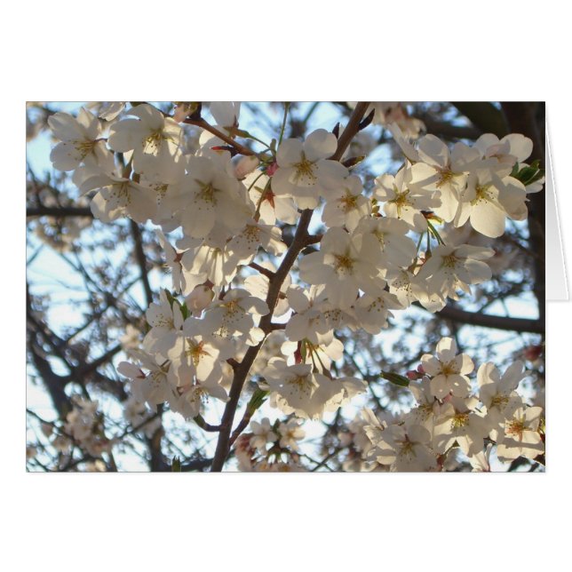 Evening Cherry Blossoms I Spring Floral (Front Horizontal)