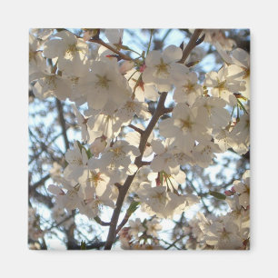 Evening Cherry Blossoms I Spring Floral Magnet