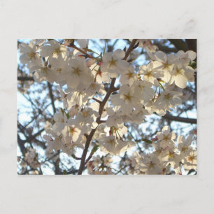 Evening Cherry Blossoms I Spring Floral Postcard