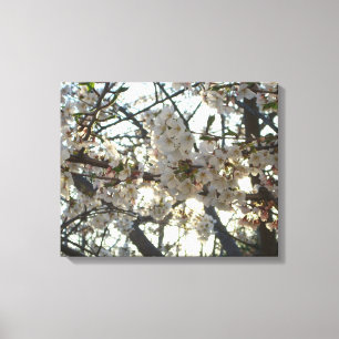 Evening Cherry Blossoms II Spring Sunset Canvas Print