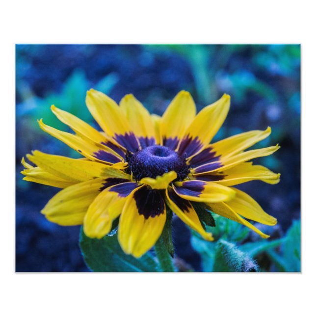 Evening Daisy by Jon Hulsinger Photo Print (Front)