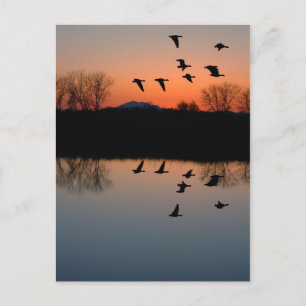 Evening Geese Postcard