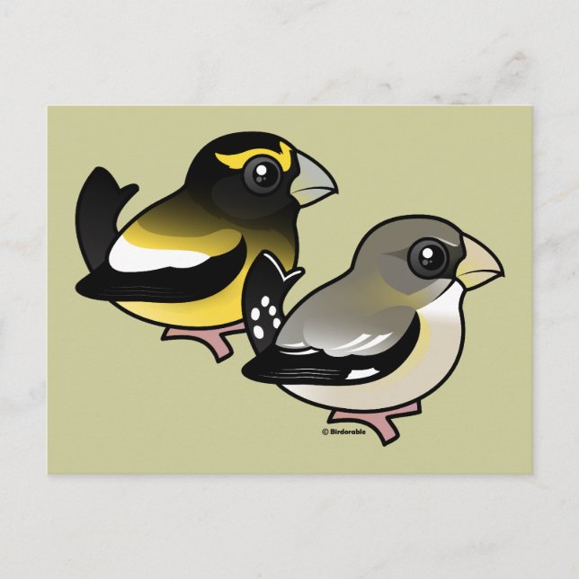 Evening Grosbeak pair Postcard (Front)