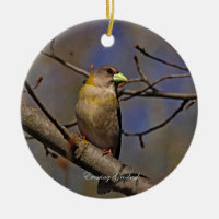 Evening Grosbeak Photography Round