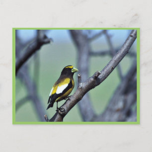 Evening Grosbeak Postcard