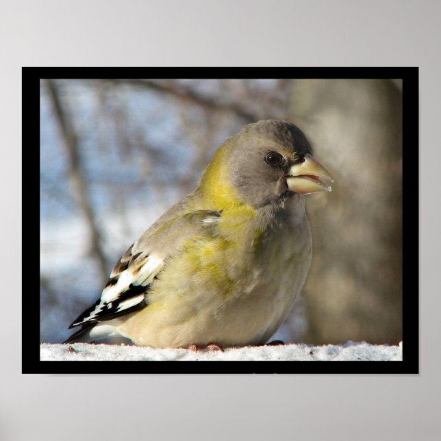 Evening Grosbeak Poster (Front)