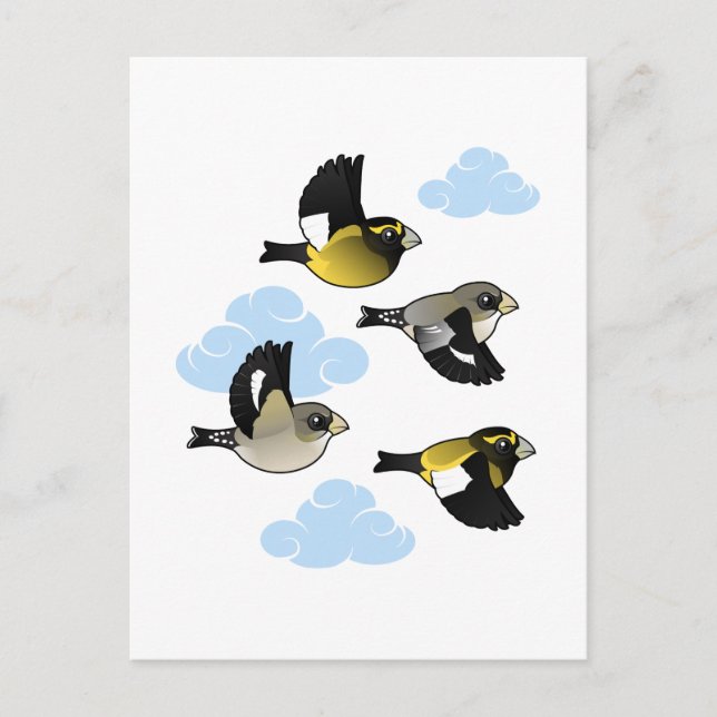 Evening Grosbeaks in Flight Postcard (Front)