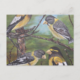 Evening Grosbeaks Postcard