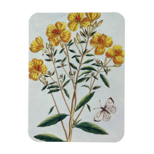 Evening Primrose, plate 73 from 'Collection Precie Magnet