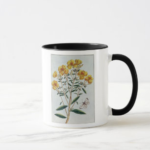 Evening Primrose, plate 73 from 'Collection Precie Mug
