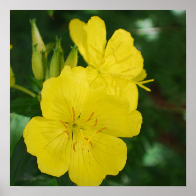 Evening Primrose  Poster (Front)