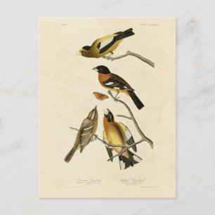 Evening, Spotted Grosbeak Audubon Birds of America Postcard